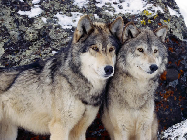 Two Wolves