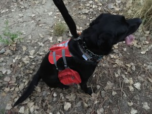 Kurgo Baxter Dog Backpack