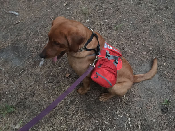 Kurgo Baxter Dog Backpack Reviewed - LetsTalkSurvival