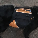 Kurgo Baxter Dog Backpack Reviewed