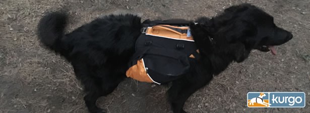 Kurgo Baxter Dog Backpack Review: A Great Pack For All Types Of