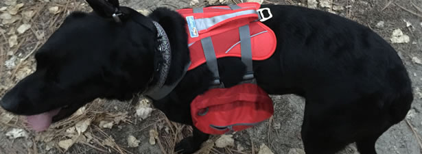 Dog Backpack