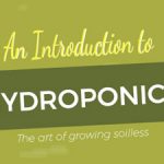 How to grow food all year round with Hydroponics