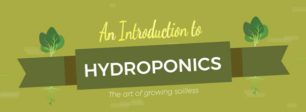 How to grow food all year round with Hydroponics
